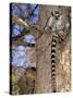 Ring-tailed Lemur, Berenty Reserve, Madagascar-Pete Oxford-Stretched Canvas