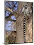 Ring-tailed Lemur, Berenty Reserve, Madagascar-Pete Oxford-Mounted Photographic Print