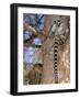 Ring-tailed Lemur, Berenty Reserve, Madagascar-Pete Oxford-Framed Photographic Print