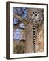 Ring-tailed Lemur, Berenty Reserve, Madagascar-Pete Oxford-Framed Photographic Print