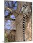 Ring-tailed Lemur, Berenty Reserve, Madagascar-Pete Oxford-Mounted Photographic Print