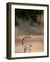 Ring-tailed Lemur, Berenty Reserve, Madagascar-Pete Oxford-Framed Photographic Print