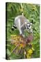 Ring-Tailed Lemur Feeding on Ripened Berries-null-Stretched Canvas