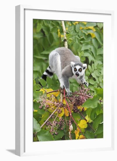 Ring-Tailed Lemur Feeding on Ripened Berries-null-Framed Photographic Print
