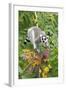 Ring-Tailed Lemur Feeding on Ripened Berries-null-Framed Photographic Print