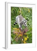 Ring-Tailed Lemur Feeding on Ripened Berries-null-Framed Photographic Print