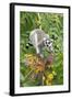 Ring-Tailed Lemur Feeding on Ripened Berries-null-Framed Photographic Print