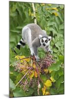 Ring-Tailed Lemur Feeding on Ripened Berries-null-Mounted Photographic Print