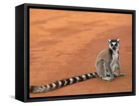 Ring-Tailed Lemur (Lemur Catta) Berenty Reserve, Madagascar-Pete Oxford-Framed Stretched Canvas