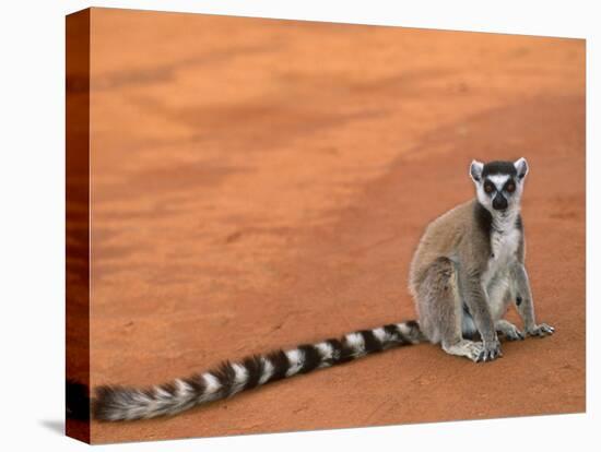 Ring-Tailed Lemur (Lemur Catta) Berenty Reserve, Madagascar-Pete Oxford-Stretched Canvas