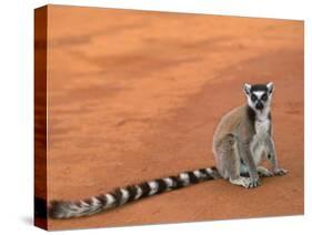 Ring-Tailed Lemur (Lemur Catta) Berenty Reserve, Madagascar-Pete Oxford-Stretched Canvas