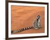 Ring-Tailed Lemur (Lemur Catta) Berenty Reserve, Madagascar-Pete Oxford-Framed Photographic Print