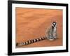 Ring-Tailed Lemur (Lemur Catta) Berenty Reserve, Madagascar-Pete Oxford-Framed Photographic Print