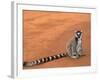 Ring-Tailed Lemur (Lemur Catta) Berenty Reserve, Madagascar-Pete Oxford-Framed Photographic Print