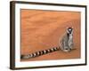 Ring-Tailed Lemur (Lemur Catta) Berenty Reserve, Madagascar-Pete Oxford-Framed Photographic Print