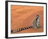 Ring-Tailed Lemur (Lemur Catta) Berenty Reserve, Madagascar-Pete Oxford-Framed Photographic Print