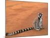 Ring-Tailed Lemur (Lemur Catta) Berenty Reserve, Madagascar-Pete Oxford-Mounted Photographic Print