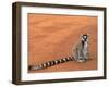 Ring-Tailed Lemur (Lemur Catta) Berenty Reserve, Madagascar-Pete Oxford-Framed Photographic Print