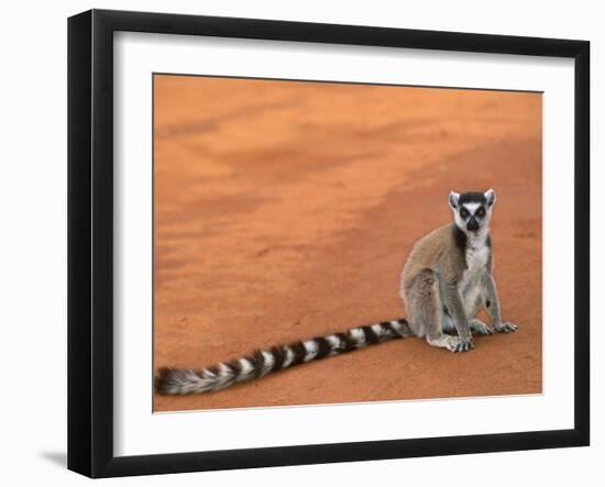 Ring-Tailed Lemur (Lemur Catta) Berenty Reserve, Madagascar-Pete Oxford-Framed Photographic Print