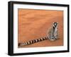 Ring-Tailed Lemur (Lemur Catta) Berenty Reserve, Madagascar-Pete Oxford-Framed Photographic Print