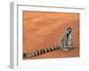 Ring-Tailed Lemur (Lemur Catta) Berenty Reserve, Madagascar-Pete Oxford-Framed Photographic Print