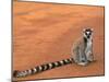 Ring-Tailed Lemur (Lemur Catta) Berenty Reserve, Madagascar-Pete Oxford-Mounted Photographic Print