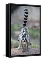 Ring-Tailed Lemur (Lemur Catta) Female Carrying Two Babies-Bernard Castelein-Framed Stretched Canvas
