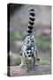 Ring-Tailed Lemur (Lemur Catta) Female Carrying Two Babies-Bernard Castelein-Stretched Canvas