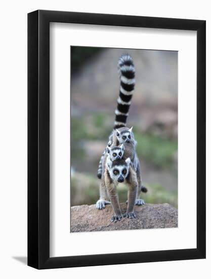 Ring-Tailed Lemur (Lemur Catta) Female Carrying Two Babies-Bernard Castelein-Framed Photographic Print