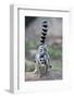 Ring-Tailed Lemur (Lemur Catta) Female Carrying Two Babies-Bernard Castelein-Framed Photographic Print