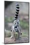 Ring-Tailed Lemur (Lemur Catta) Female Carrying Two Babies-Bernard Castelein-Mounted Photographic Print