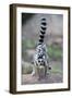 Ring-Tailed Lemur (Lemur Catta) Female Carrying Two Babies-Bernard Castelein-Framed Photographic Print