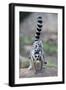 Ring-Tailed Lemur (Lemur Catta) Female Carrying Two Babies-Bernard Castelein-Framed Photographic Print