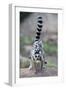 Ring-Tailed Lemur (Lemur Catta) Female Carrying Two Babies-Bernard Castelein-Framed Photographic Print