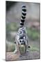 Ring-Tailed Lemur (Lemur Catta) Female Carrying Two Babies-Bernard Castelein-Mounted Photographic Print