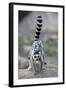 Ring-Tailed Lemur (Lemur Catta) Female Carrying Two Babies-Bernard Castelein-Framed Photographic Print