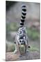 Ring-Tailed Lemur (Lemur Catta) Female Carrying Two Babies-Bernard Castelein-Mounted Photographic Print