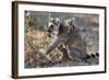 Ring-Tailed Lemur (Lemur Catta) Female With Twins Feeding On Plant-Bernard Castelein-Framed Photographic Print