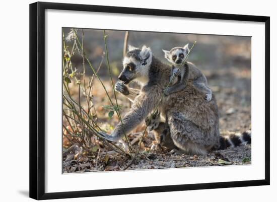 Ring-Tailed Lemur (Lemur Catta) Female With Twins Feeding On Plant-Bernard Castelein-Framed Photographic Print