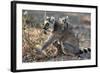 Ring-Tailed Lemur (Lemur Catta) Female With Twins Feeding On Plant-Bernard Castelein-Framed Photographic Print