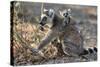 Ring-Tailed Lemur (Lemur Catta) Female With Twins Feeding On Plant-Bernard Castelein-Stretched Canvas