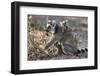 Ring-Tailed Lemur (Lemur Catta) Female With Twins Feeding On Plant-Bernard Castelein-Framed Photographic Print