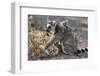 Ring-Tailed Lemur (Lemur Catta) Female With Twins Feeding On Plant-Bernard Castelein-Framed Photographic Print