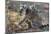 Ring-Tailed Lemur (Lemur Catta) Female With Twins Feeding On Plant-Bernard Castelein-Mounted Photographic Print