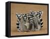 Ring-tailed Lemur (Lemur catta) four adults, sitting on ground, huddled together, Berenty-Martin Withers-Framed Stretched Canvas