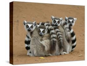 Ring-tailed Lemur (Lemur catta) four adults, sitting on ground, huddled together, Berenty-Martin Withers-Stretched Canvas