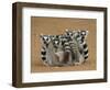 Ring-tailed Lemur (Lemur catta) four adults, sitting on ground, huddled together, Berenty-Martin Withers-Framed Photographic Print