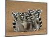 Ring-tailed Lemur (Lemur catta) four adults, sitting on ground, huddled together, Berenty-Martin Withers-Mounted Photographic Print