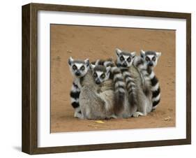 Ring-tailed Lemur (Lemur catta) four adults, sitting on ground, huddled together, Berenty-Martin Withers-Framed Photographic Print