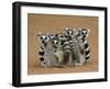 Ring-tailed Lemur (Lemur catta) four adults, sitting on ground, huddled together, Berenty-Martin Withers-Framed Photographic Print